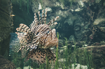 Animals, To Swim, Swim, Fish, Exotic HD wallpaper