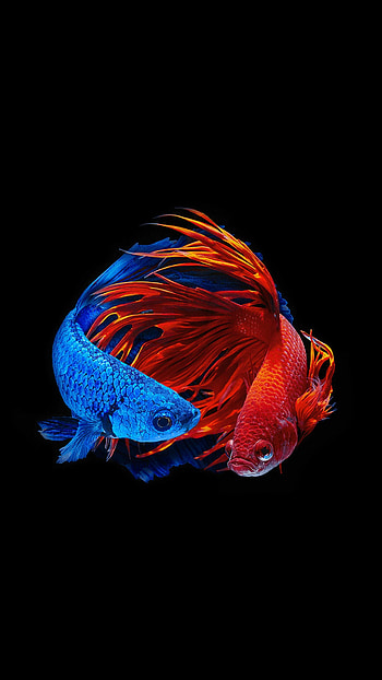Amoled fish , OLED display, Vibrant underwater ry, Stunning color contrast HD phone wallpaper
