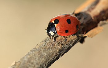 Macro, Branch, Insect, Ladybird, Ladybug HD wallpaper