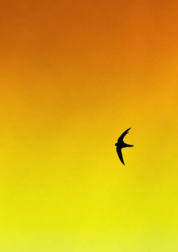 Animals, Bird, Gradient, Swallow HD phone wallpaper