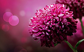 Lovely petals, buds, beauty, nice, delicate, petals, blossoms, nature, flowers, blooms, lovely HD wallpaper