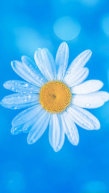 Blue daisy , Cool and calming, Nature's serene beauty, Tranquil backgrounds HD phone wallpaper