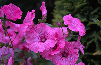Flowers, Drops, Close-Up, Flower Bed, Flowerbed, Lavatera HD wallpaper