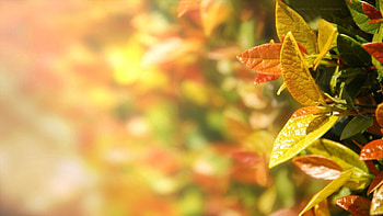 Autumn, Leaves, Macro, Multicolored, Motley HD wallpaper