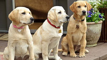 Marley and Me: The Puppy Years, Fun-filled adventure, Adorable puppies, Family-friendly HD wallpaper