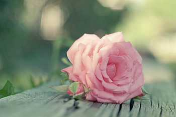 Roses, rose, soft, pink, flower HD wallpaper