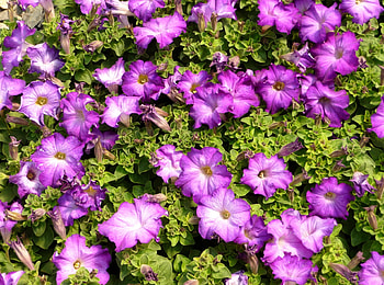 Flowers, Greens, Sunny, Petunias HD wallpaper