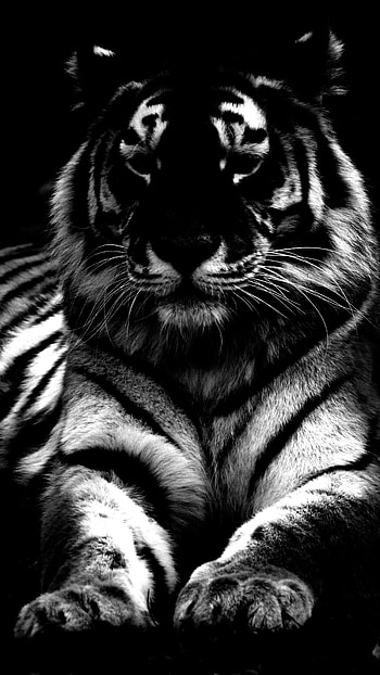 Black Tiger, King Tiger, Tiger King HD phone wallpaper