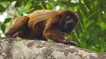 Primate Species, Fascinating Diversity, Wildlife, Knowledge HD wallpaper