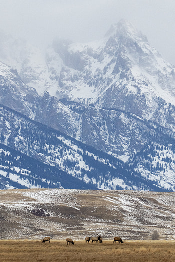 Animals, Snow, Deers, Mountain, Field, Wildlife HD phone wallpaper