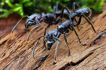 Macro of Bullet Ants, ants, insects, macro, animals HD wallpaper