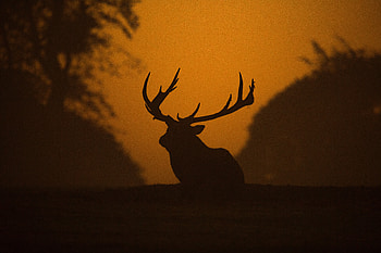 Deer, sunset, outdoor, silhouette HD wallpaper