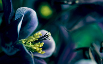 Plants, Flowers HD wallpaper