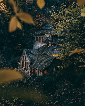 Trees, Bush, Miscellanea, Miscellaneous, Forest, House HD phone wallpaper