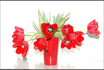 Tulips-for Jasenka, still life, red, popular, colors, nature, flowers, tulips, beauty HD wallpaper