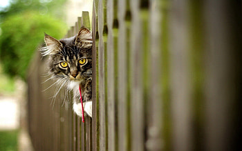 Animals, Cat, Fluffy, Muzzle, Fence HD wallpaper
