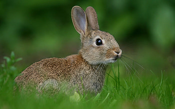 European rabbit, Rabbits HD wallpaper