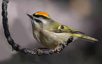 Bird, green, pasare, cute, orange HD wallpaper