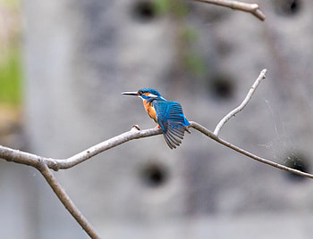 Kingfisher, bird, cute HD wallpaper