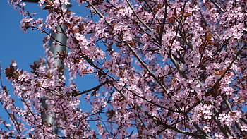Light Pink Sakura Flowers Petals Tree Branches In Blue Sky Background Flowers HD wallpaper