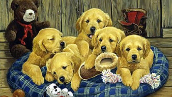 cute dogs, mustard, red driver, bed, 5cute dog HD wallpaper