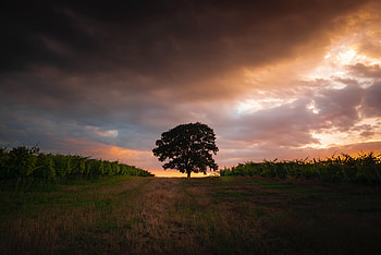 Nature, Grass, Sky, Wood, Tree, Field, Evening HD wallpaper