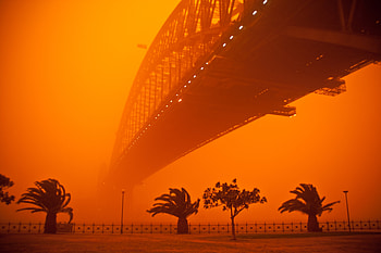 Palm Trees Dust Storm , palm, trees, dust, storm, nature HD wallpaper