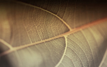 Plant, Macro, Lines, Surface, Sheet, Leaf HD wallpaper