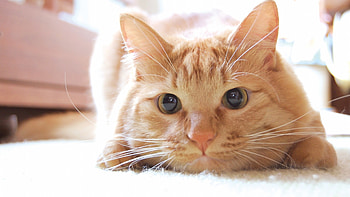 Stunning Close-Up of a Curious Ginger Cat, Animal, cat HD wallpaper