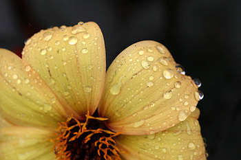 Flowers, Drops, Flower, Petals, Dew HD wallpaper