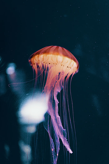 Animals, Jellyfish, Neon, Underwater World, Phosphorus HD phone wallpaper