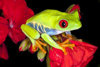 ✿⊱•╮Ruby Red╭•⊰✿, love four seasons, graphy, animals, nature, flowers, frog HD wallpaper