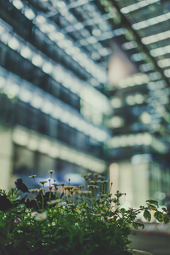 Flowers, Blur, Smooth, Flower Bed, Flowerbed HD phone wallpaper