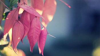Plants, Leaves HD wallpaper