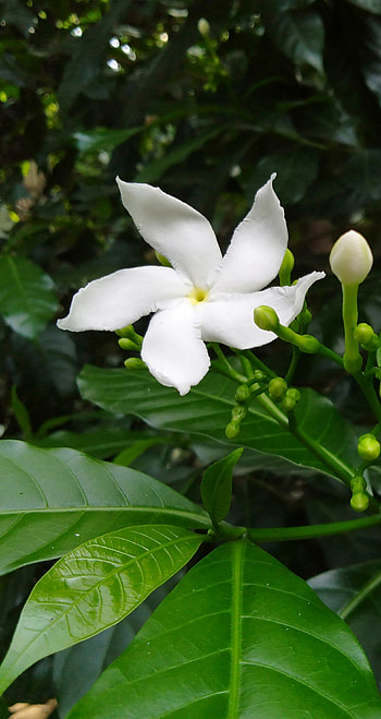 Crepe Jasmine flower, wildflower, petal HD phone wallpaper