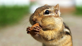 Chipmunk, Animals, Laptop HD wallpaper