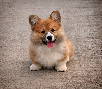 Animals, Dog, Sweetheart, Nice, Puppy, Welsh Corgi HD wallpaper