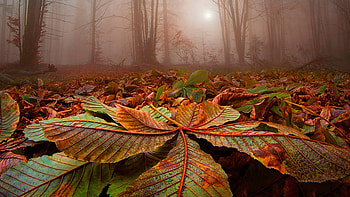 Closeup View Of Dry Green Leaves In Forest Mist Background Nature HD wallpaper