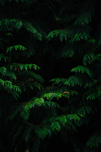 Nature, Leaves, Plant, Dark, Branches, Carved HD phone wallpaper