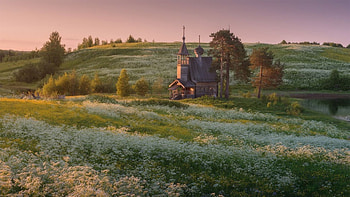 the green, grass, nature, feild, flower HD wallpaper