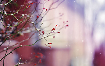 Background, Berries, Macro, Glare, Shine, Light, Branch HD wallpaper