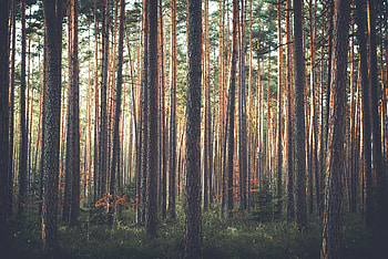 Nature, Trees, Grass, Pine, Forest HD wallpaper