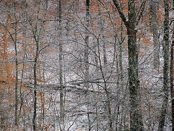 Late Snow in March, Winter, Nature, Forest, Snow HD wallpaper