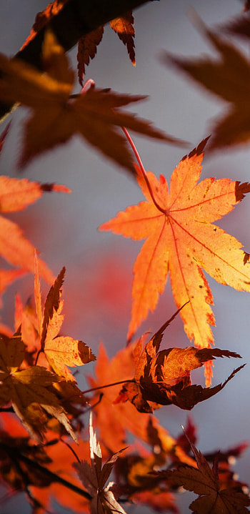 Leaf Nature, Maple leaf, Samsung Galaxy HD phone wallpaper