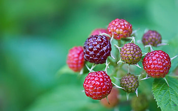 Grass, Leaves, Raspberry, Berries, Macro, Branch HD wallpaper