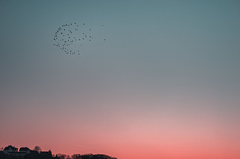Nature, Birds, Sky, Flight, Flock HD wallpaper