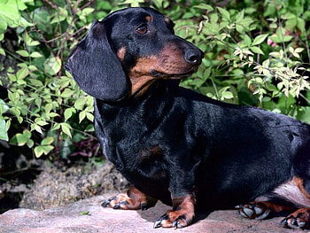 WITH LOVE TO JEANIE, gardens, dachshund, pets, companions, canine, sousage dogs, friend HD wallpaper