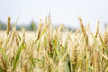 Close-up of a wheat field under the summer sun, showcasing golden ears swaying gently. HD wallpaper