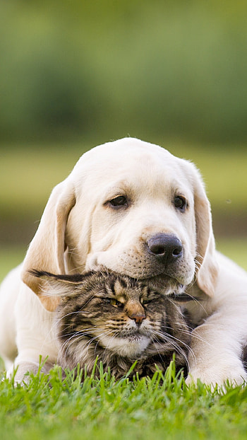 Cat And Dog, Cute Dog, Cat, Animals HD phone wallpaper