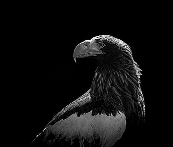 Bird, Predator, Bw, Chb, Eagle HD wallpaper